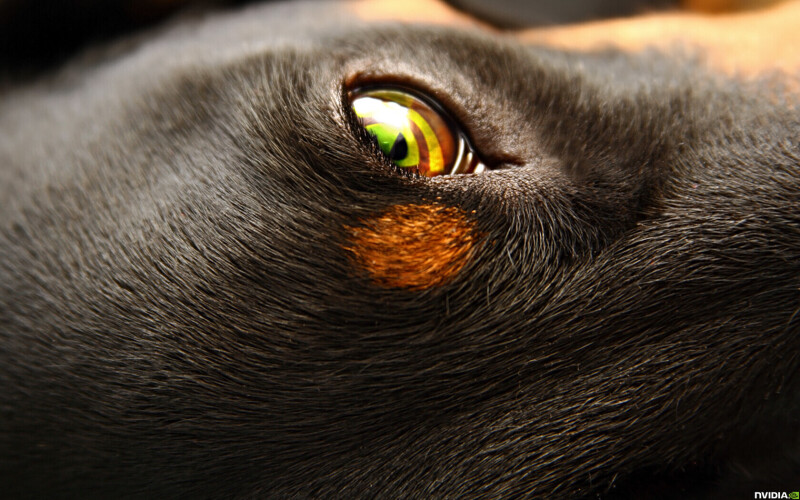 Eye_0250.jpg