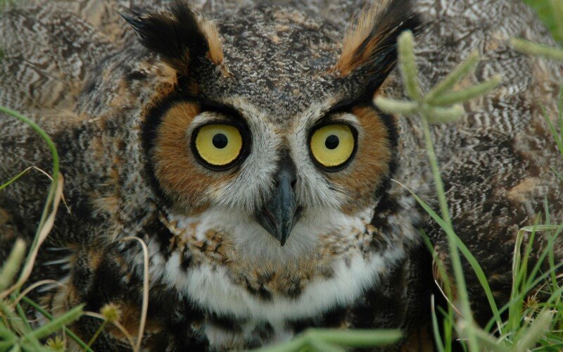 Eye_0511.jpg