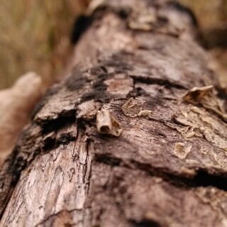 Wood_0187