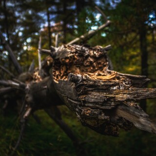 Wood_0220
