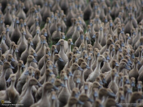 birds1_0006.jpg