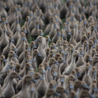 birds1_0006