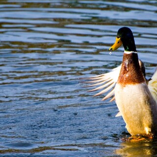 birds1_0016