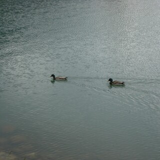 birds1_0018