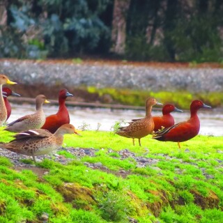 birds1_0020