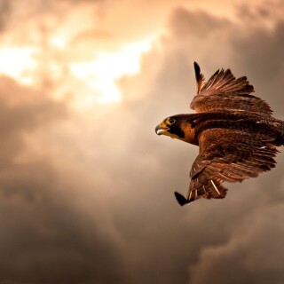 birds1_0027
