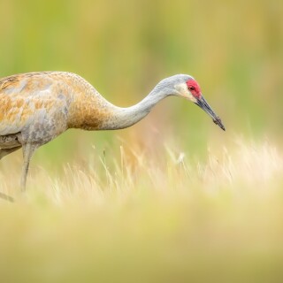 birds1_0034