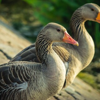 birds1_0056