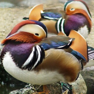 birds1_0058