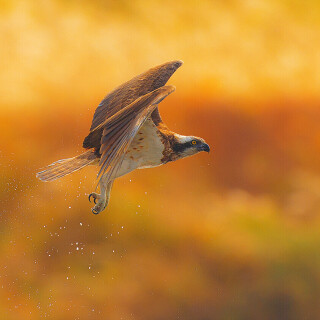 birds1_0059