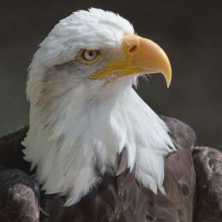 birds1_0071