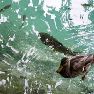 birds1_0078