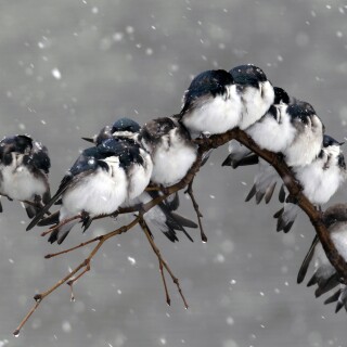 birds1_0086