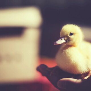 birds1_0091