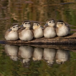 birds1_0095