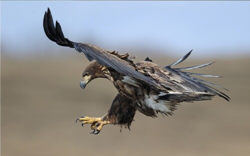 birds1_0107.jpg