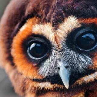 birds1_0121