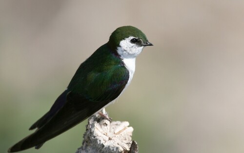 birds1_0126.jpg
