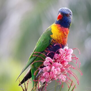 birds1_0130