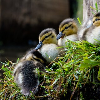 birds1_0136