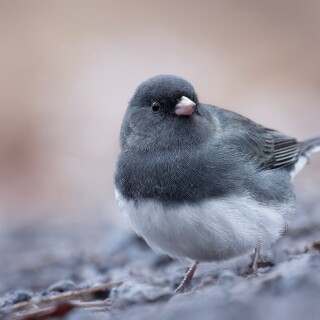 birds1_0143