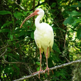 birds1_0145