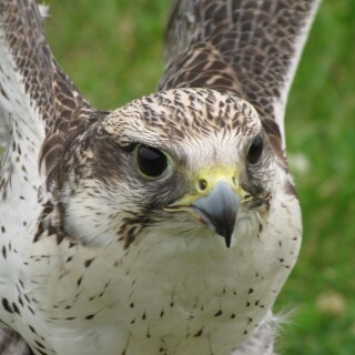 birds1_0167