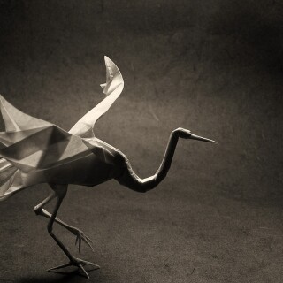 birds1_0168
