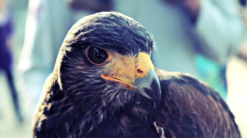 birds1_0170.jpg