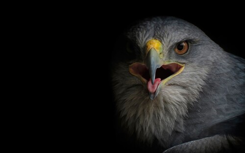 birds1_0179.jpg
