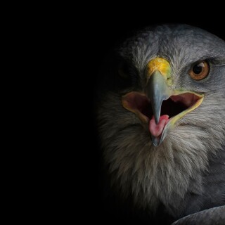 birds1_0179
