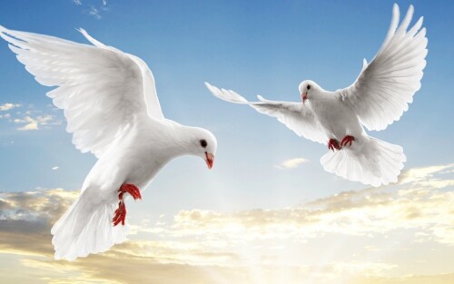 birds1_0181.jpg