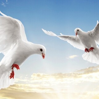 birds1_0181