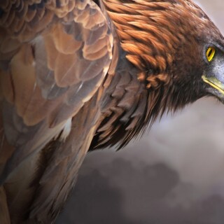 birds1_0182