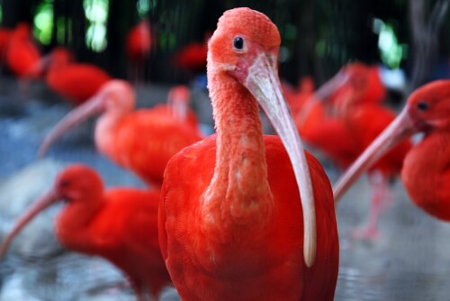 birds1_0191.jpg