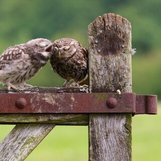 birds1_0209