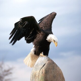 birds1_0214