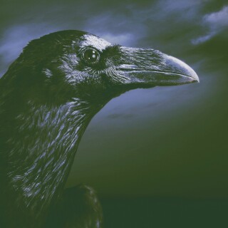 birds1_0226