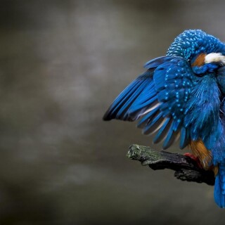 birds1_0230