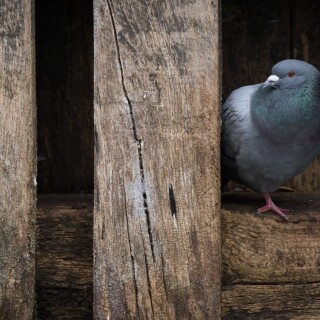 birds1_0262