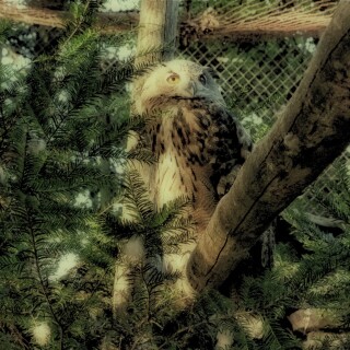 birds1_0287
