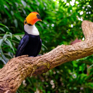 birds1_0306