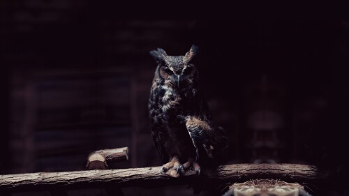 birds1_0317.jpg
