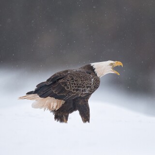 birds1_0321