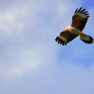 birds1_0323
