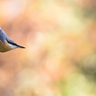 birds1_0326