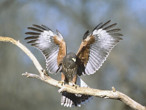 birds1_0330.jpg