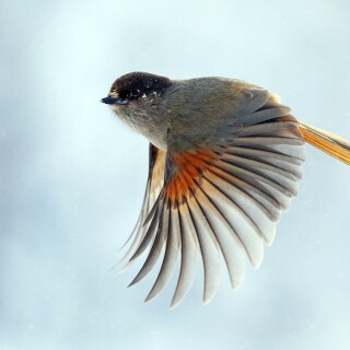 birds1_0336