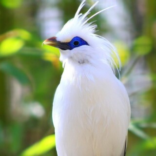 birds1_0340