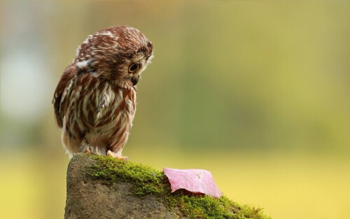 birds1_0341.jpg